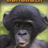 Bonoboer