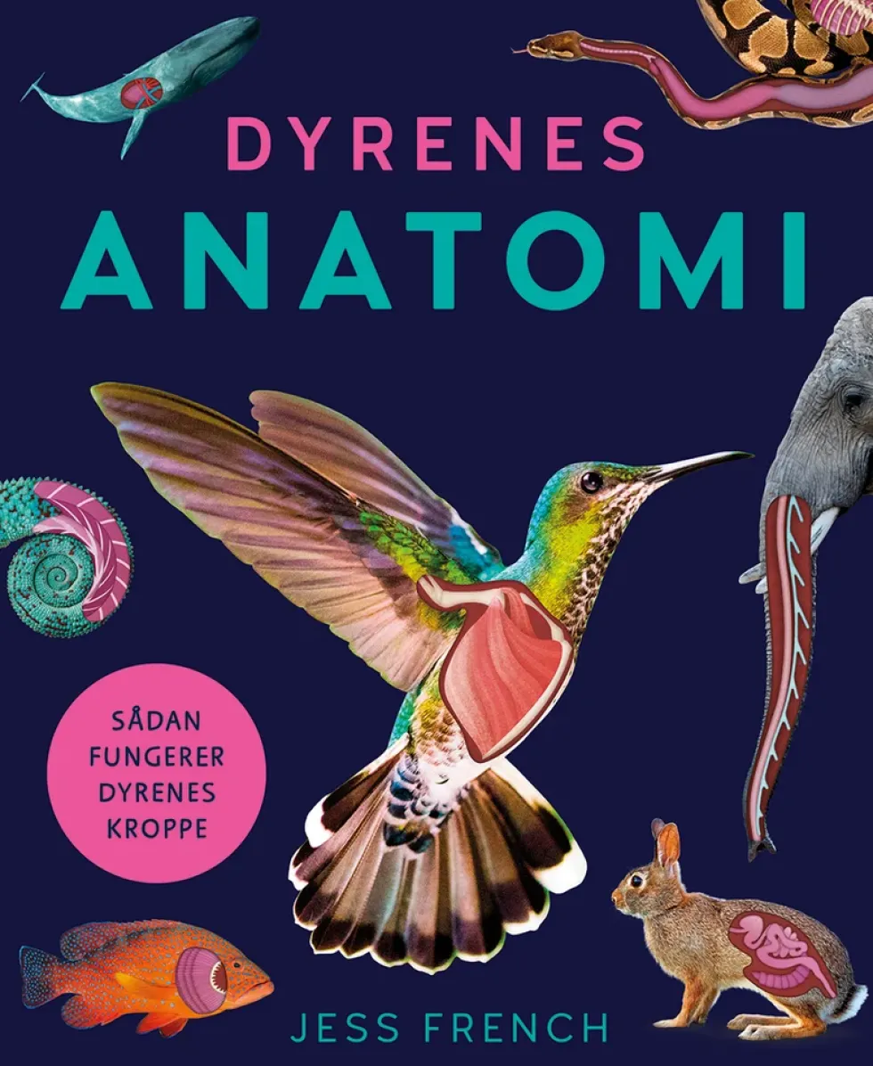Dyrenes anatomi