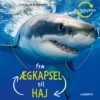 Fra ægkapsel til haj