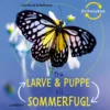 Fra larve og puppe til sommerfugl