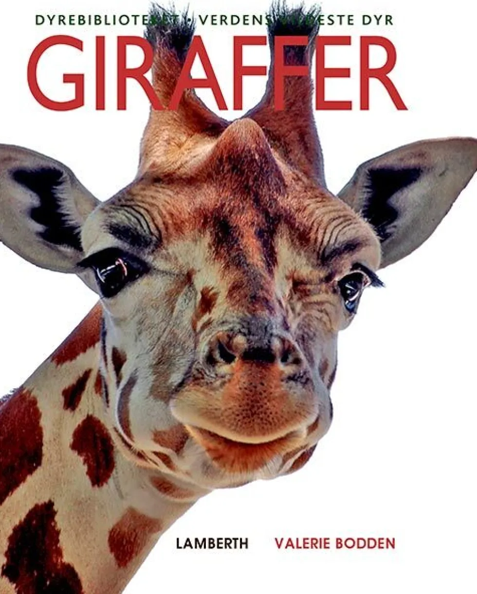 Giraffer