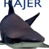 Hajer