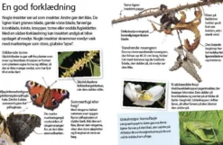 Insekter og edderkopper