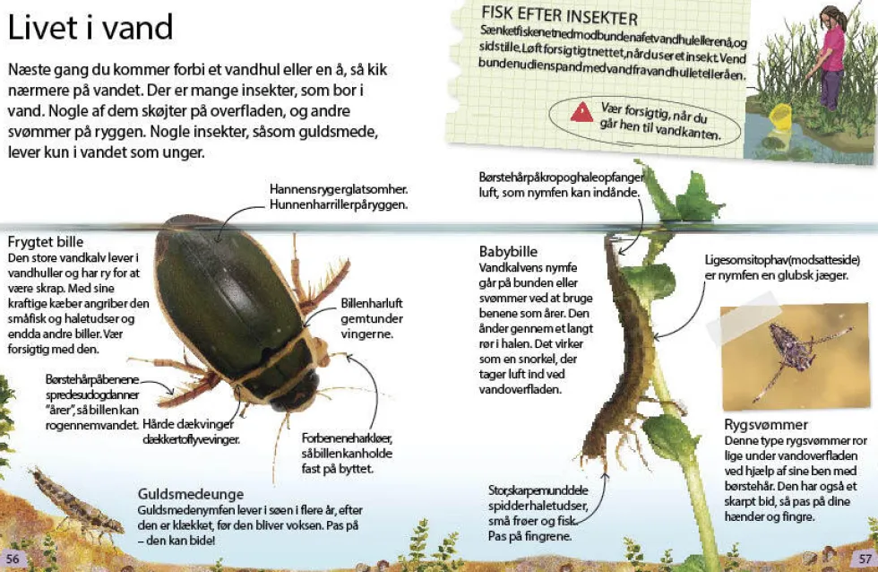 Insekter og edderkopper
