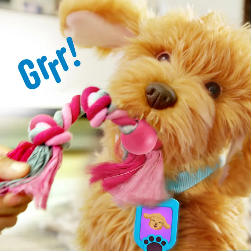 Moji the Lovable Labradoodle