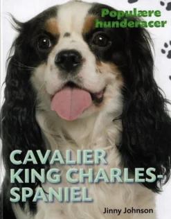 POPULÆRE HUNDERACER: Cavalier King Charles Spaniel