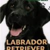 POPULÆRE HUNDERACER: Labrador retriever