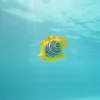 Rainbow Reef Fish - Zebrafisk