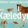 Sådan vokser dyrene: Kæledyr