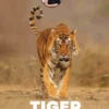 Sebastians dyrebibliotek: Tiger