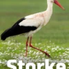 Storke